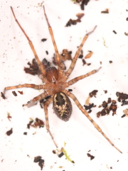 Amaurobius fenestralis