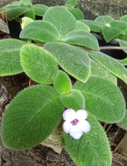 Episcia