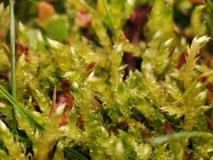 Brachythecium albicans