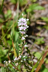 Lespedeza juncea