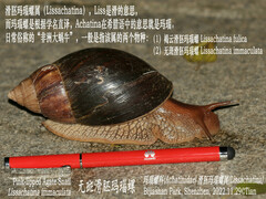 Lissachatina immaculata