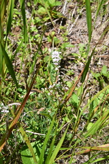 Lespedeza juncea