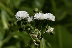 Gymnocoronis spilanthoides