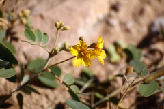 Senna covesii