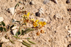 Senna covesii