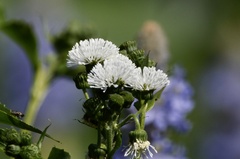 Gymnocoronis spilanthoides