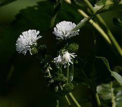 Gymnocoronis spilanthoides