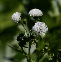 Gymnocoronis spilanthoides