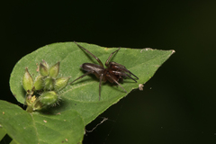 Corinnidae