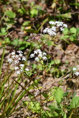 Kitagawia terebinthacea