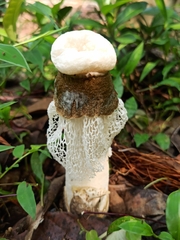Phallus merulinus