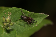 Corinnidae