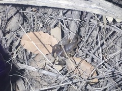 Anuroctonus pococki pococki