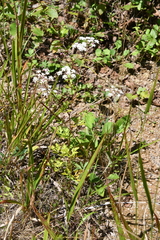 Kitagawia terebinthacea