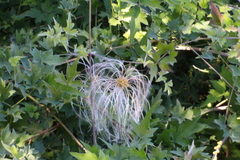 Clematis drummondii