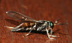 Acanthocera fairchildi