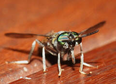 Acanthocera fairchildi