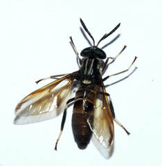 Acanthocera fairchildi
