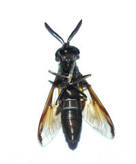 Acanthocera fairchildi