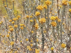 Pentzia dentata