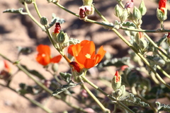 Sphaeralcea coulteri