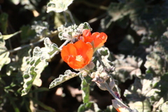 Sphaeralcea coulteri