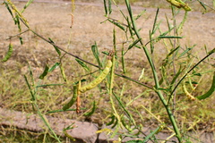 Aeschynomene indica