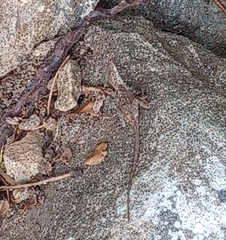 Anolis cristatellus