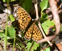 Boloria