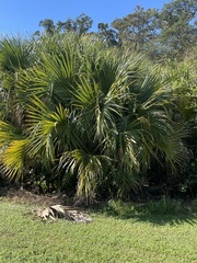Serenoa repens