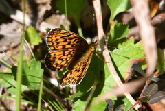 Boloria