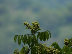 Burseraceae