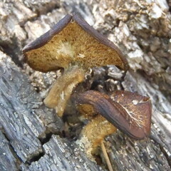 Polyporus