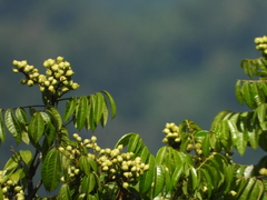 Burseraceae