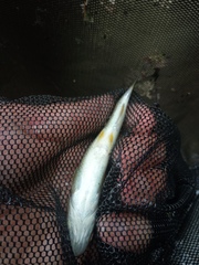 Squalius cephalus