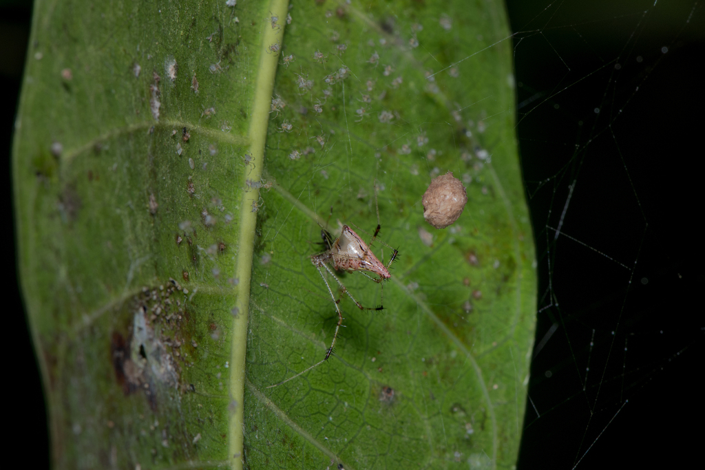 Meotipa argyrodiformis