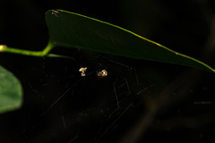 Parasteatoda culicivora