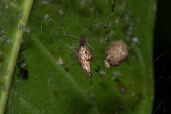 Meotipa argyrodiformis