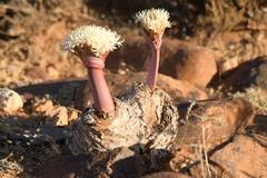 Boophone haemanthoides