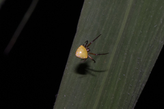 Araneus viridiventris