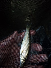Squalius cephalus