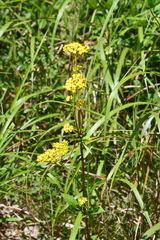 Patrinia scabiosifolia