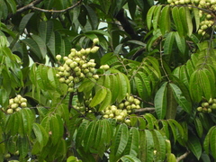 Burseraceae