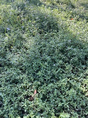 Alternanthera philoxeroides