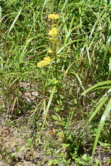 Patrinia scabiosifolia