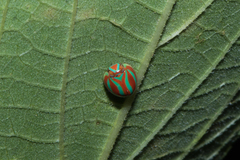 Hemisphaerius formosus