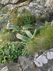 Brunsvigia orientalis