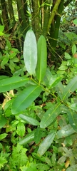 Calophyllum brasiliense