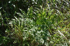 Pteridium latiusculum japonicum