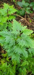 Selaginella plana